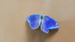 Ptychandra lorquinii