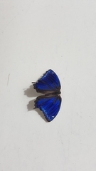 Ptychandra lorquinii