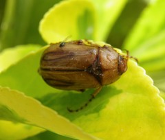 Rhizotrogus aestivus