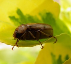 Rhizotrogus aestivus