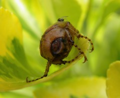 Rhizotrogus aestivus