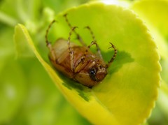 Rhizotrogus aestivus