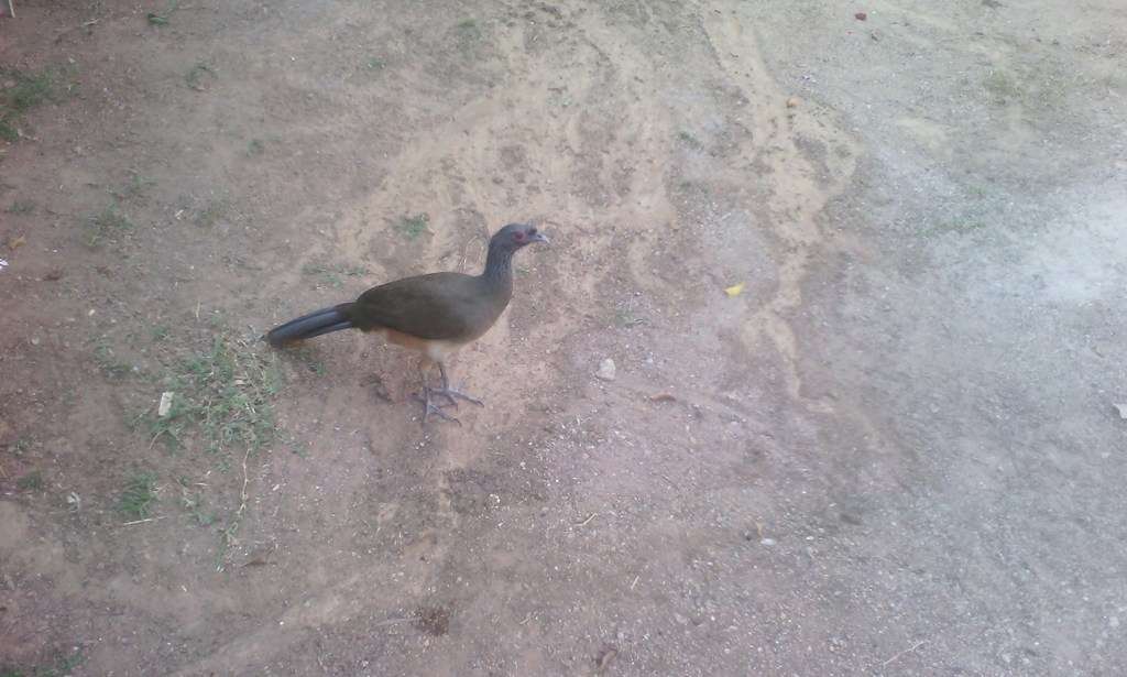 West Mexican Chachalaca from Chiquilistlán, Jal., Mexico on May 17