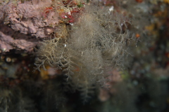 Crisularia plumosa