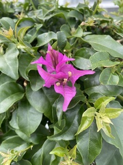 Bougainvillea