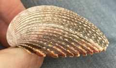 Image of Dallocardia quadragenaria