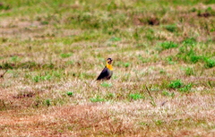Colaptes campestris campestroides