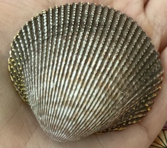 Dallocardia quadragenaria