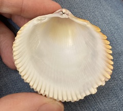 Dallocardia quadragenaria