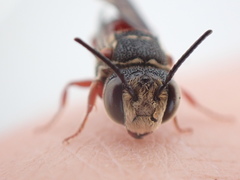 Coelioxys slossoni slossoni