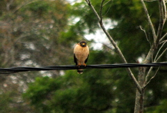 Rupornis magnirostris