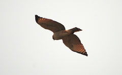 Rupornis magnirostris