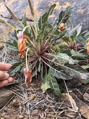 Oenothera brachycarpa