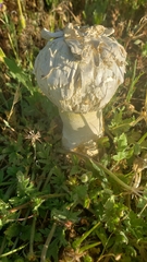 Agaricus deserticola