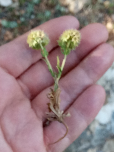 Valerianella discoidea image