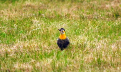 Colaptes campestris campestroides