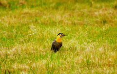 Colaptes campestris campestroides