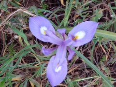Moraea sisyrinchium