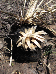 Dasylirion leiophyllum
