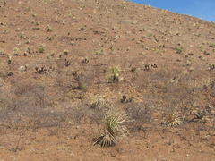 Dasylirion leiophyllum