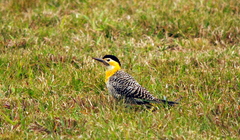 Colaptes campestris campestroides