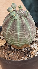 Euphorbia obesa