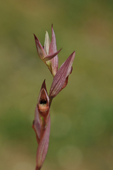 Small-flowered Serapias (Serapias parviflora)