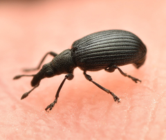 Perapion hydrolapathi