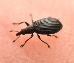 Perapion hydrolapathi