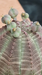 Euphorbia obesa
