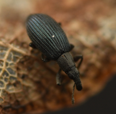 Perapion hydrolapathi