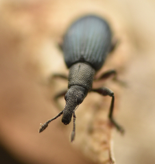 Perapion hydrolapathi