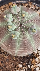 Euphorbia obesa