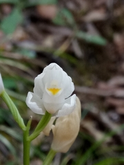 Cephalanthera longifolia image