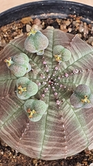 Euphorbia obesa