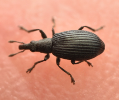 Perapion hydrolapathi