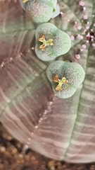 Euphorbia obesa