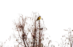 Pitangus sulphuratus