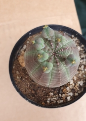 Euphorbia obesa