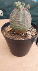 Euphorbia obesa