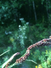 Echinochloa muricata microstachya