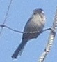 Psaltriparus minimus