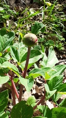 Paeonia mascula