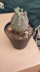 Euphorbia obesa