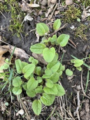 Magnoliopsida