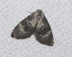 Acatapaustus leucospila
