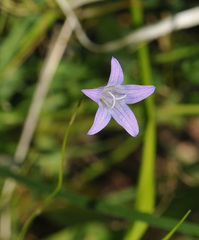 Campanula ramosissima