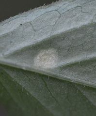 Puccinia sambuci