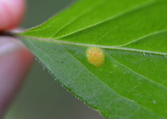 Puccinia sambuci