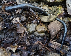 Plethodon electromorphus